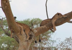 tree-climbing-lions