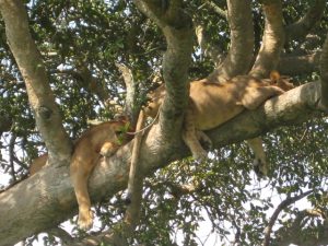 tree lions ishasha