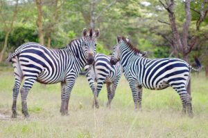 zebras-lake-mburo-park