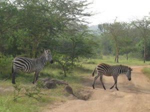 zebras lake mburo national park