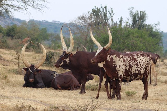 Ankole-longhorned-cattle