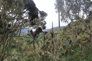 Rwenzori Mountains National park