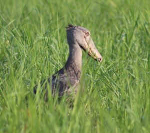 shoebill-in-mabamba-swamp