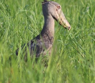 Shoebill Mabamba Swamp