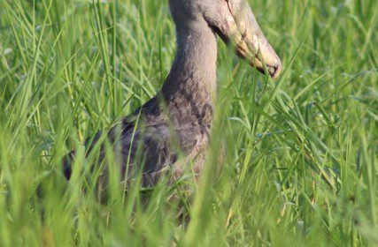 Shoebill-in-mabamba-wetland