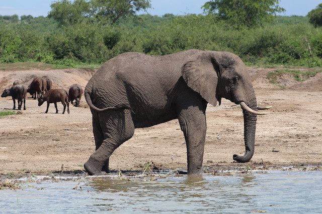 elephant-queen-elizabeth-park