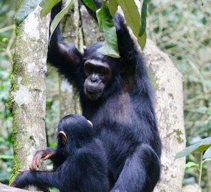 Kibale-chimpanzee-trekking-uganda-and-rwanda-primate