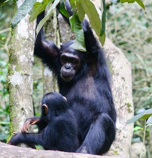 Kibale-chimpanzee-trekking