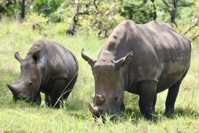 Rhinos-in-uganda