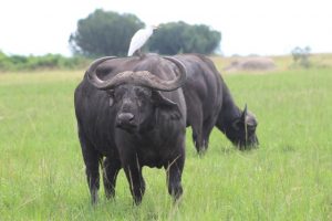 buffaloes-queen-elizabeth-uganda