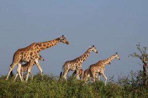 giraffes-murchison-falls-uganda