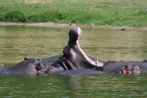 hippos-queen-elizabeth-national-park-uganda