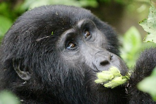 Uganda Gorilla Tours