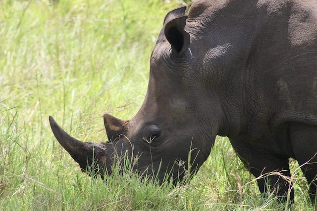 Uganda rhinos