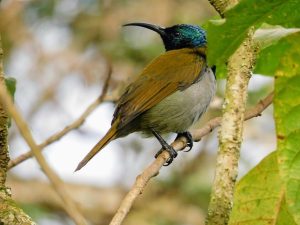 Green headed Sunbird in Rwanda - Rwanda birding safari