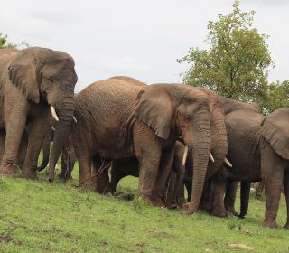 8 Days Rwanda Wildlife Safari