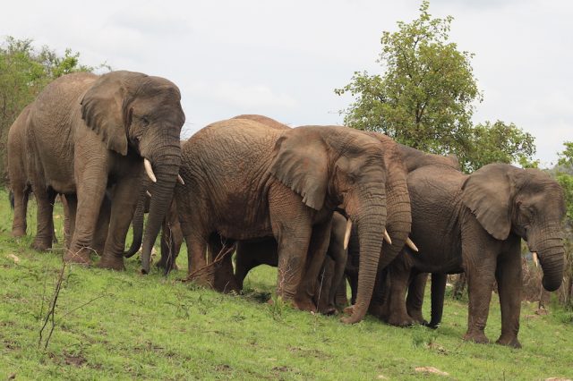 Elephants-2-Day-Akagera-national-park
