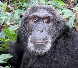 Chimpanzee trekking in Nyungwe Forest - rwanda safari