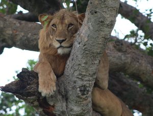Lion in Ishasha - Uganda and Rwanda safari