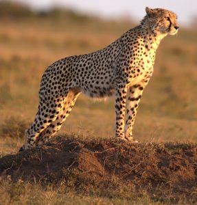 Cheetah-in-Maasai-Mara-reserve