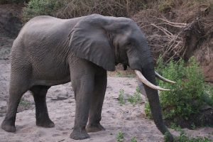 Tanzania-safari-Elephant-in-Nyerere-national-park