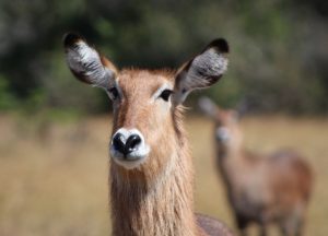 akagera-national-park-waterbuck