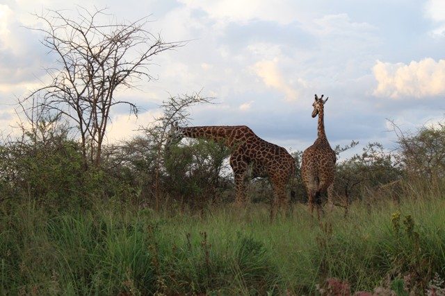 akagera park rwanda