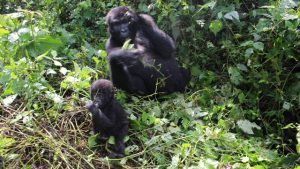 baby-and-mother-gorilla