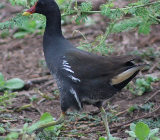 12 Days Birding Rwanda and Gorilla Trekking Safari