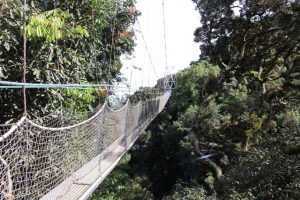 canopy walkway nyungwe forest