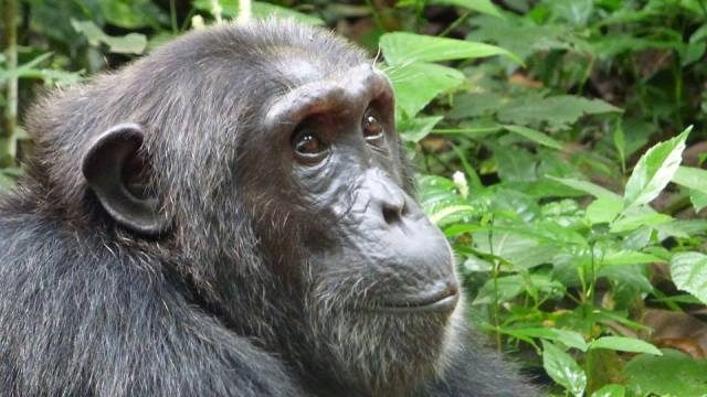 Uganda Gorilla Tours