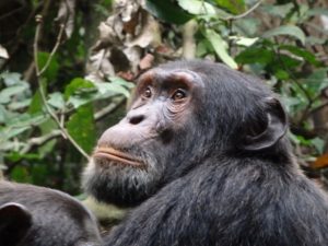 chimp-kibale-forest