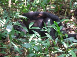 chimpanzee in nyungwe forest