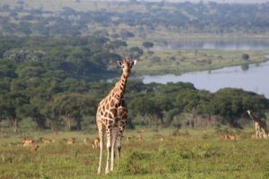 giraffe in murchison falls national park