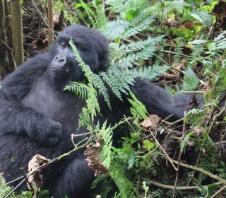 Customized Gorilla Trekking: Discover The Majestic Primates In Rwanda