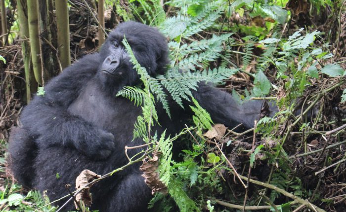 gorilla-trekking-rwanda