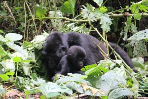 gorillas-bwindi