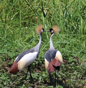 grey crowned cranes in Akagera National Park