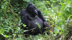 mountain-gorilla-volcanoes-park