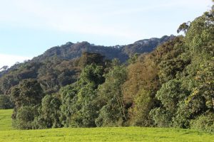 nyungwe forest rwanda