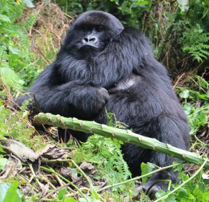 rwanda-wildlife-and-gorilla 
