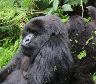 6 Days Rwanda Wildlife and Gorilla Safari
