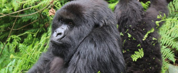 rwanda-gorilla-trekking