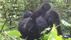 gorillas in volcanoes national park rwanda