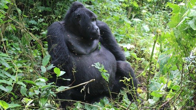 silverback-gorilla