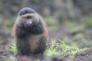 golden-monkey-rwanda-wildlife-and-gorilla