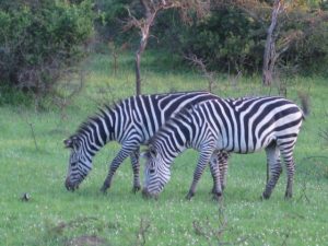 zebras-mburo