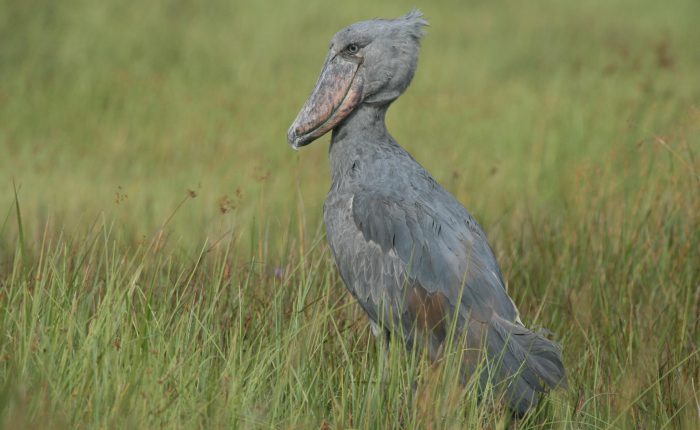 Shoebill