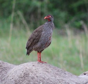 Red‑necked spurfowl, Queen Elizabeth national park