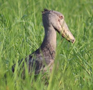 Shoebill - Uganda